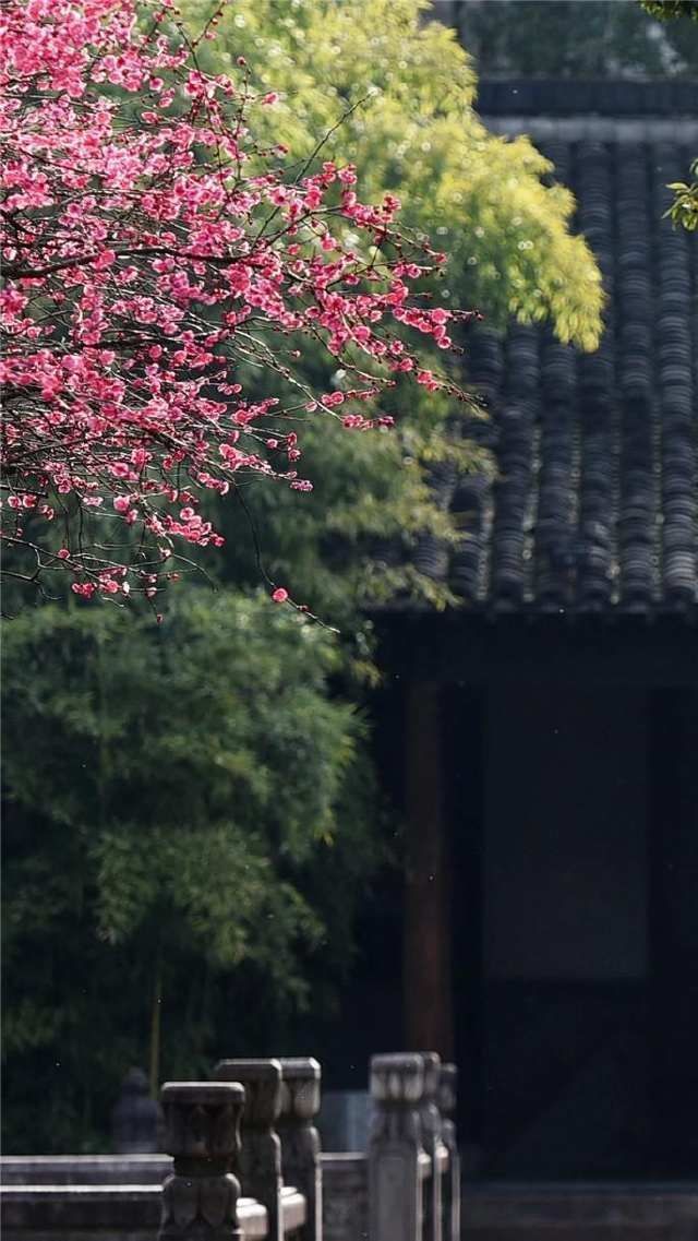 春雷始鸣，乌镇“慢直播”带你“云春游”，看小镇有多美