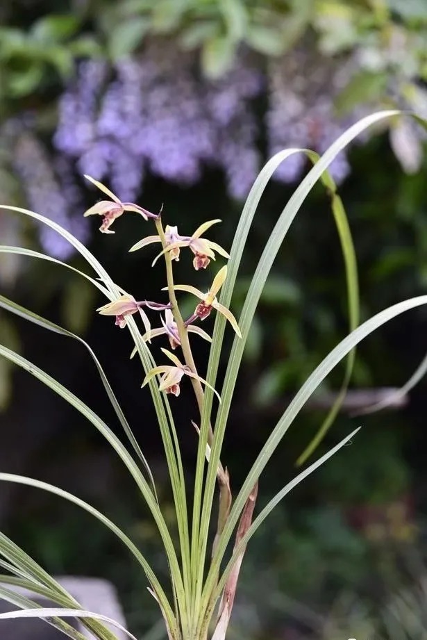 种植|兰花生命力很强,决定能否种植成活的,并不是土壤与肥料