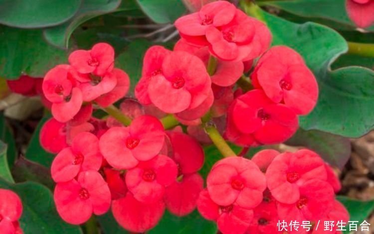 几种花堪称开花机器,365天都在开花,赏心悦目,你喜欢哪一种?