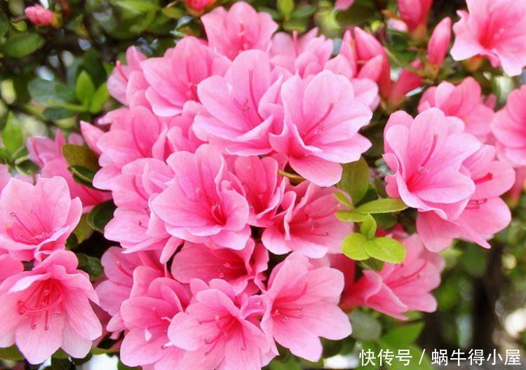 适合客厅养护的花卉，颜值超高，还能散发香气，净化空气