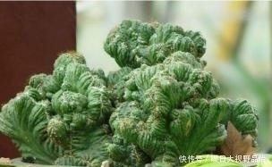 这种多肉植物不能太“小心”伺候，否则肉质茎容易腐烂哦