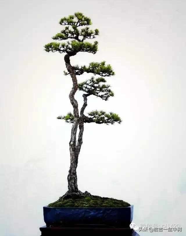 一粗一细|盆景双杆,一高一矮、一粗一细,苍龙教子之势