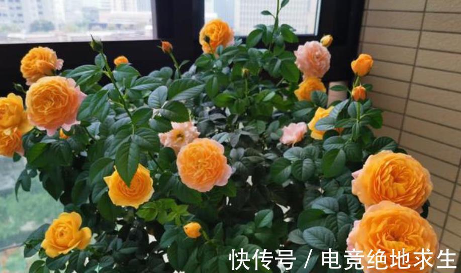 阳台养花容易长红蜘蛛,了解原因对症下药,2件事做好了事半功倍