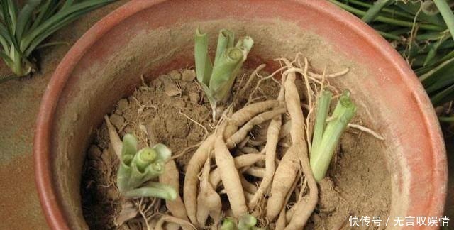 别浇水了,花都是被你浇死的!老园丁教你几招,家里花草轻松爆盆