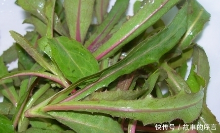 善待|遇见此野菜,就善待它吧,目前太珍贵了,人称“皇帝治病菜”