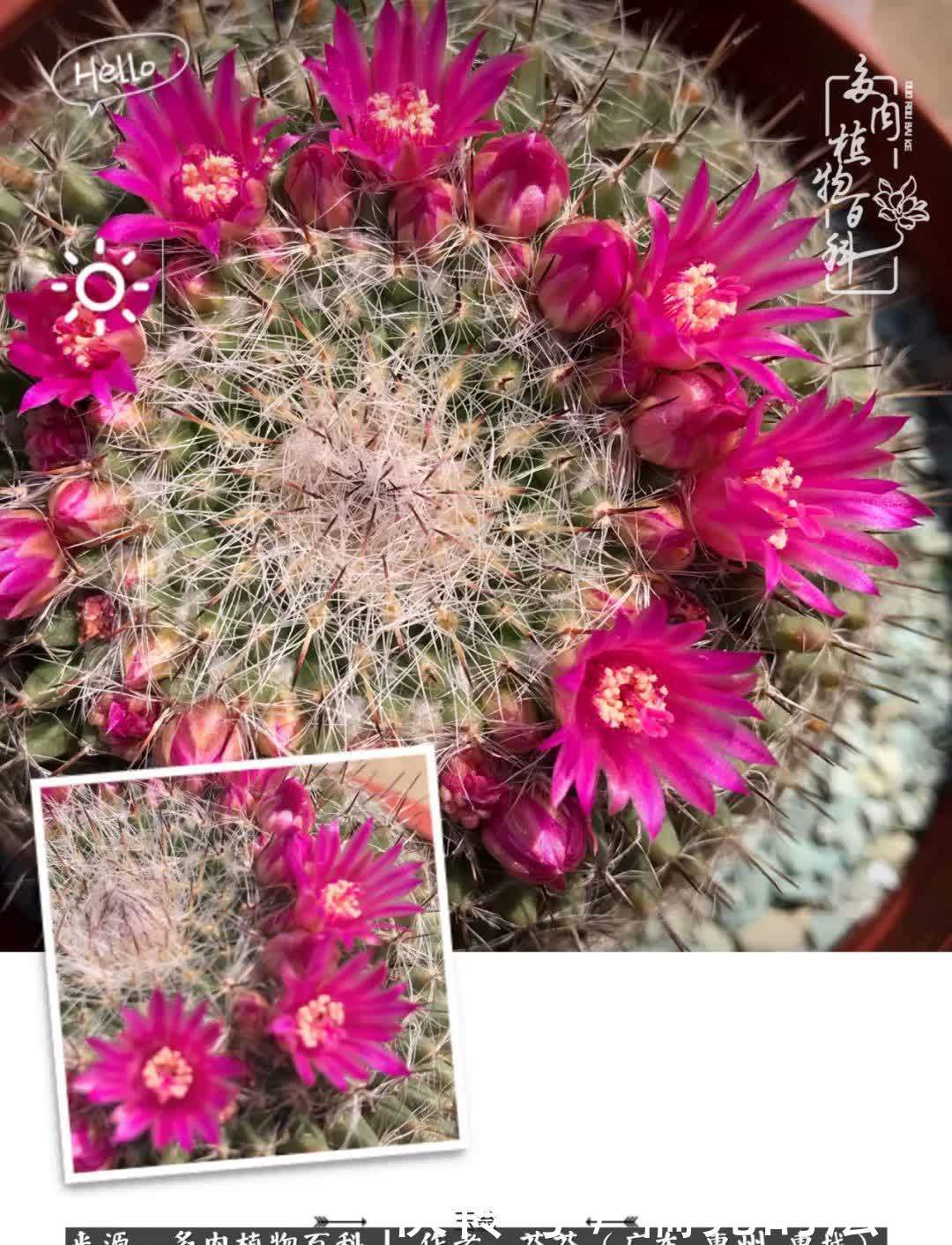 养花|一种爱好就是一种境界，养花养多肉可以培养一个人的心境！