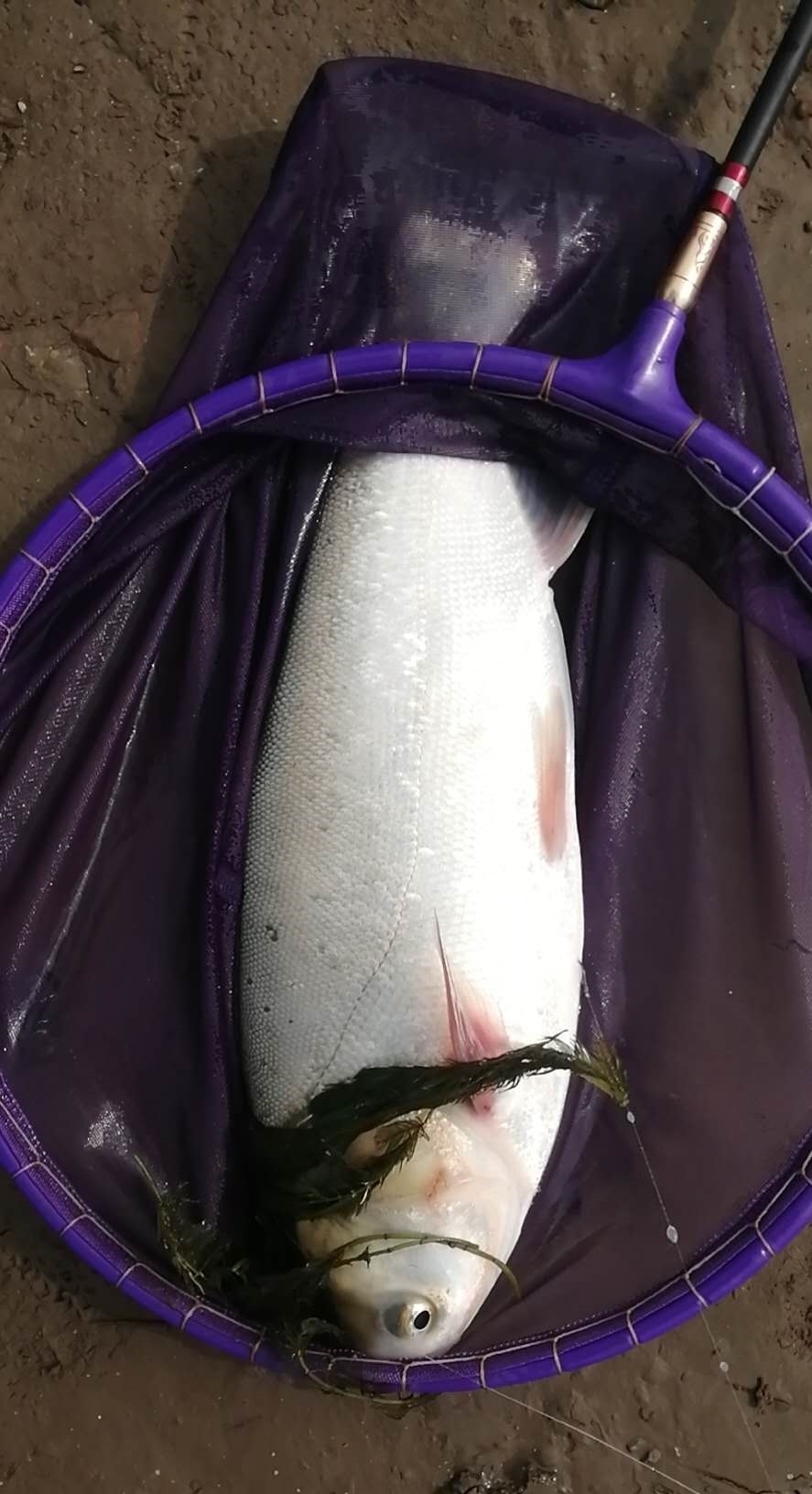 春钓鲢鳙攻略,只要有鱼一定有收获,麒麟臂和极端饵料必不可少