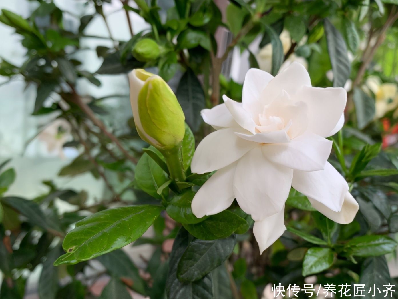 营养土|10个人养栀子花,9个人养不好,那是因为没有掌握真正的“技巧”