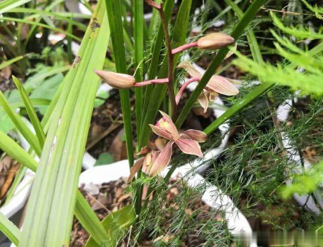 兰花“烂根”了，就用这“4步”，轻松解决，新根长不停！