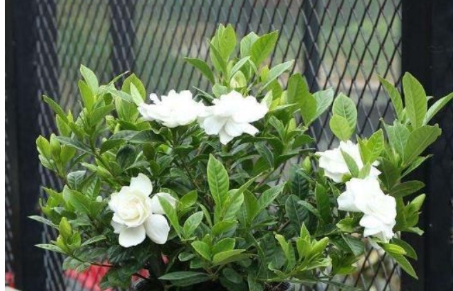 什么黄豆水、淘米水都不如“它”,10天浇一次,叶绿、花旺