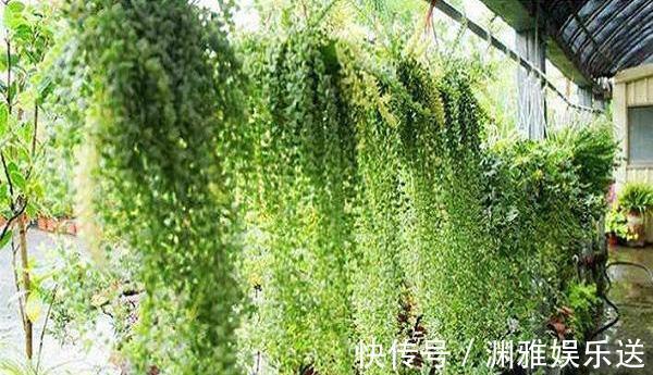 多肉植物|7种多肉，一养就爆盆，长长垂下来，变成“肉瀑布”，美煞人