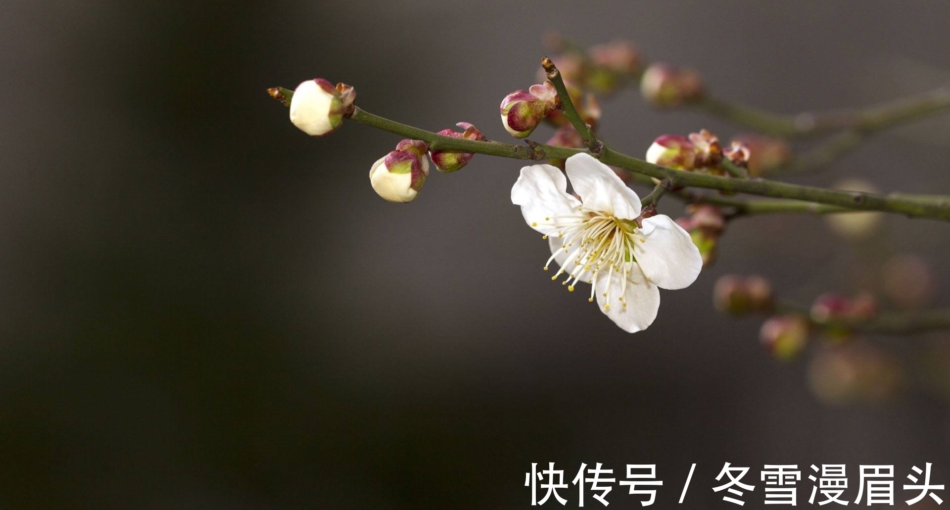 仙子!秋瑾一首《咏白梅》七律:写品格高洁的梅花,更是诗人自身的写照