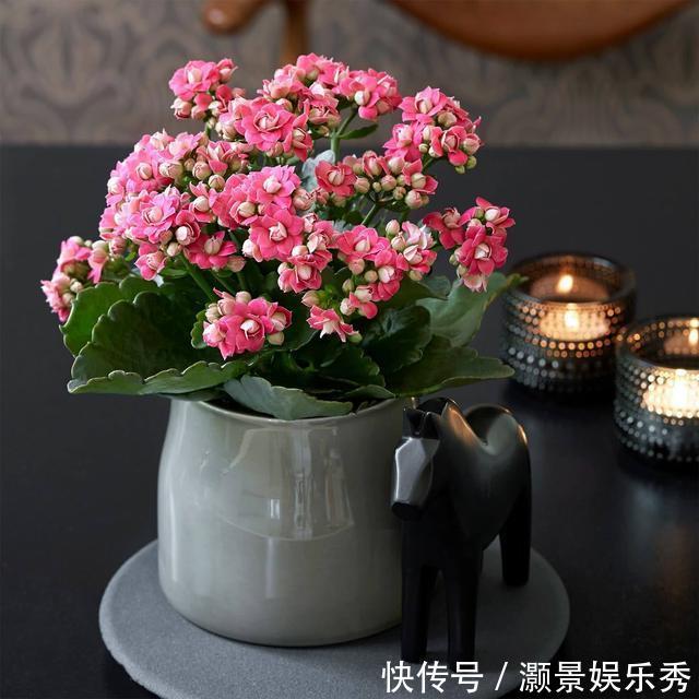 休眠|6种花淋雨就会“烂”,下雨最好放屋里,别忽视