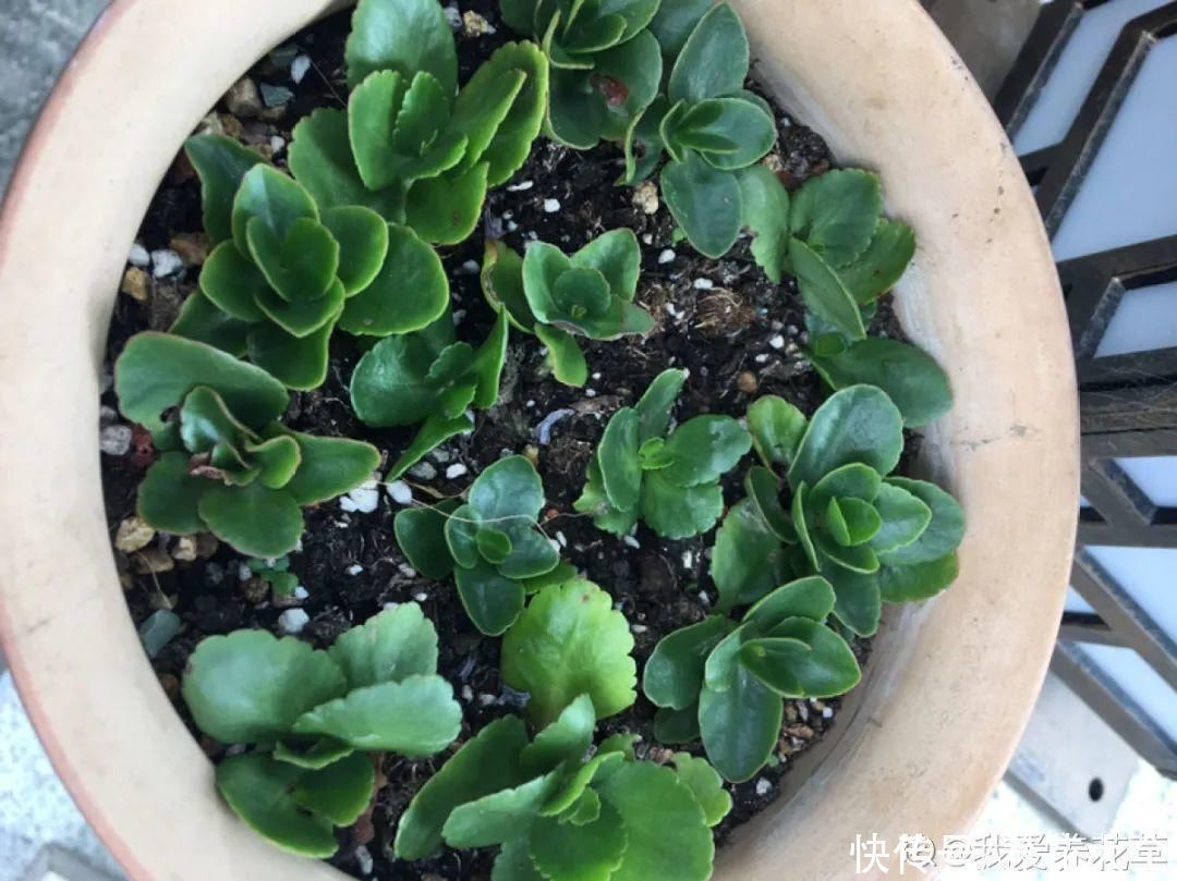 浇水|9种花,夏天休眠了,一定少浇水,否则越浇越死