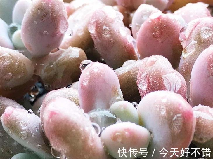 多肉植物爆盆的6个小技巧,养护多肉简单实用,让肉肉越长越密