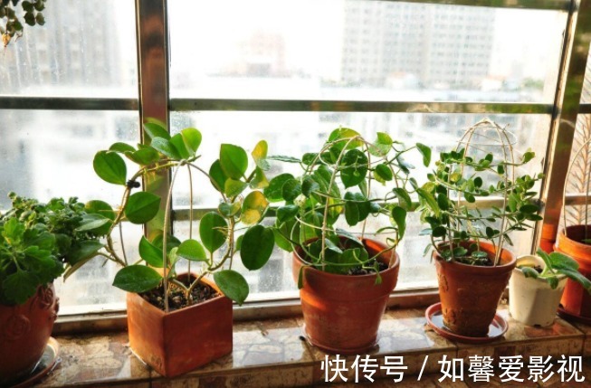 花卉|家庭盆栽花草,摆放、搭配方面该注意什么?有什么讲究?