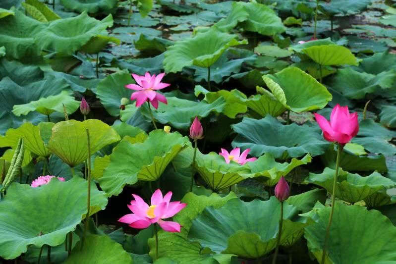 盛花期|顾村公园荷花即将迎来“盛花期”，一幅唯美生态画卷正徐徐展开