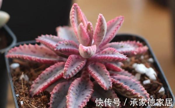 花盆|养花试试这几款，简简单单的配一个花盆，就是一个漂亮的绿植