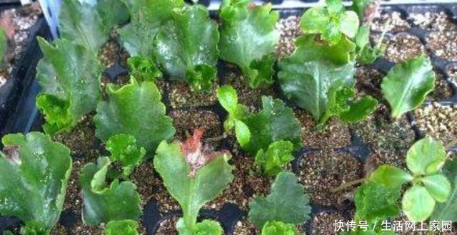 扦插花卉不用枝条,5种常见的花,摘片叶子就能插活!