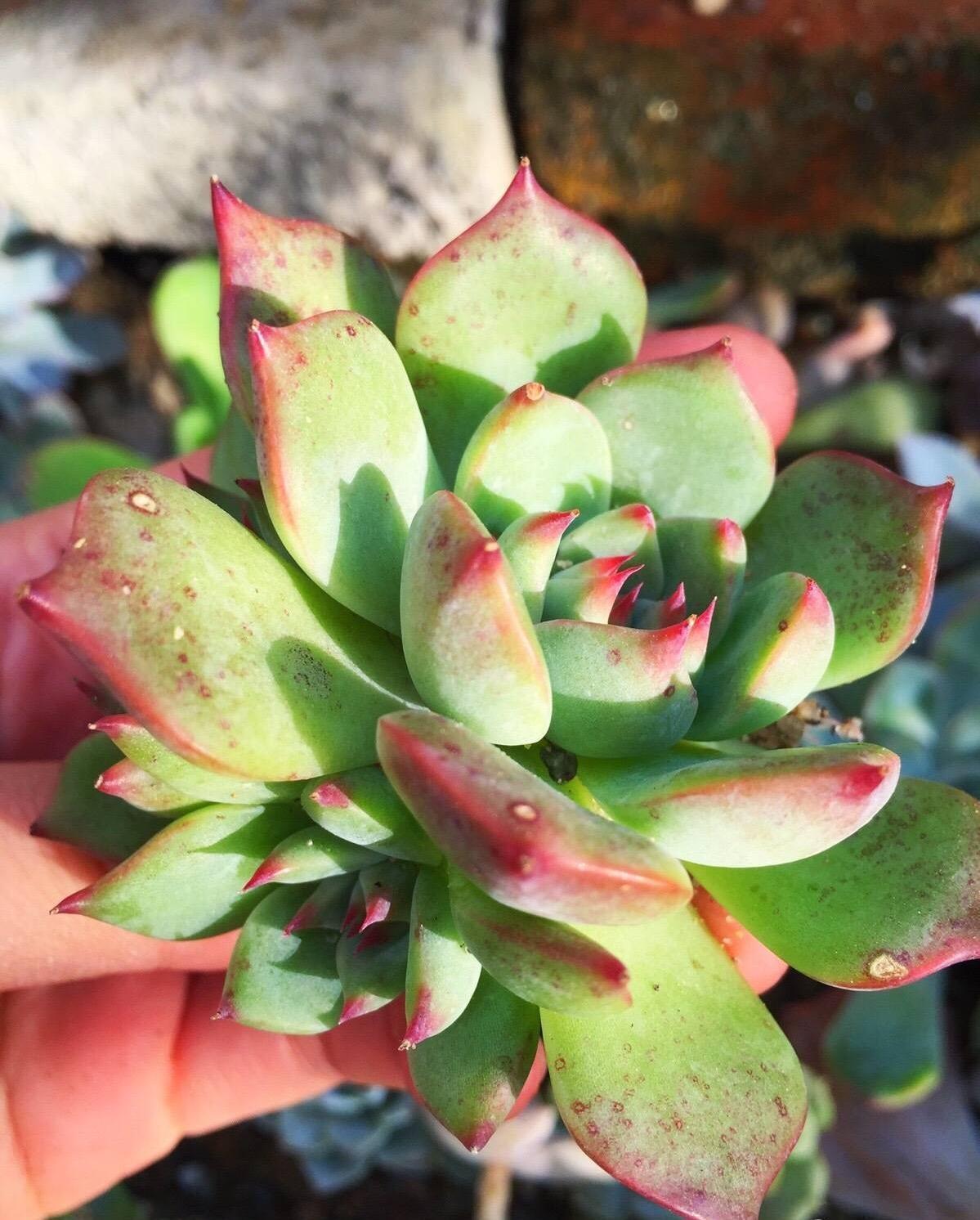 多肉变成一张大饼,该咋救一招绝对好使!