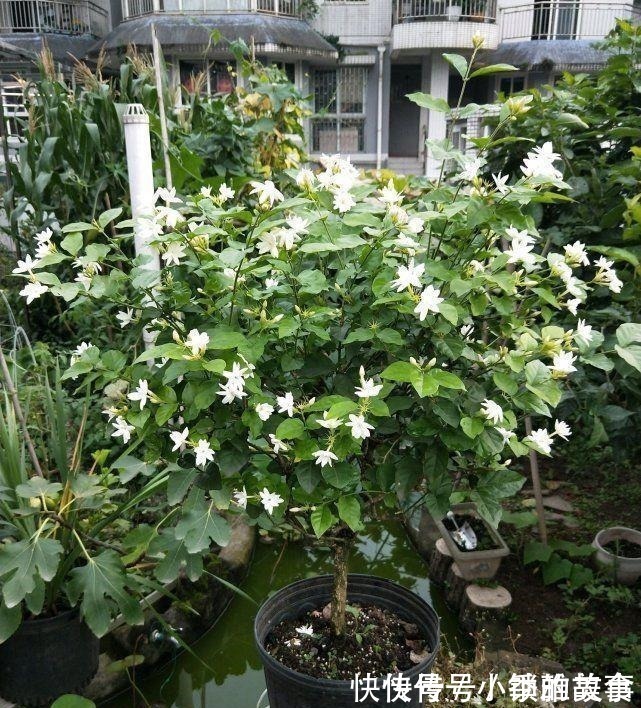浇水|养茉莉,记住5点“疯狂”,一年开5茬,花开爆盆不是事