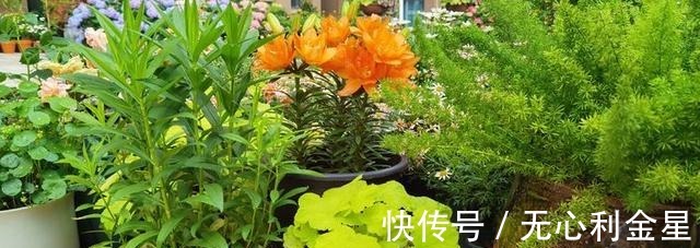 矾根|为了300㎡露台花园,毫不犹豫买了这房子,在城市屋顶过上田园生活!