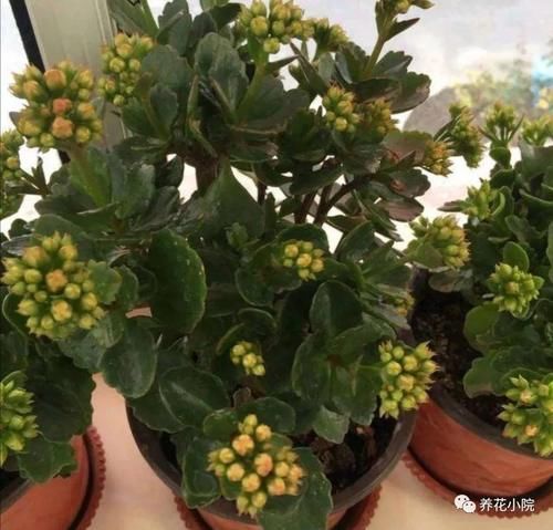  太冷的水|冬天养长寿花，浇水要做到“3不浇”，不然花期容易烂根黄叶