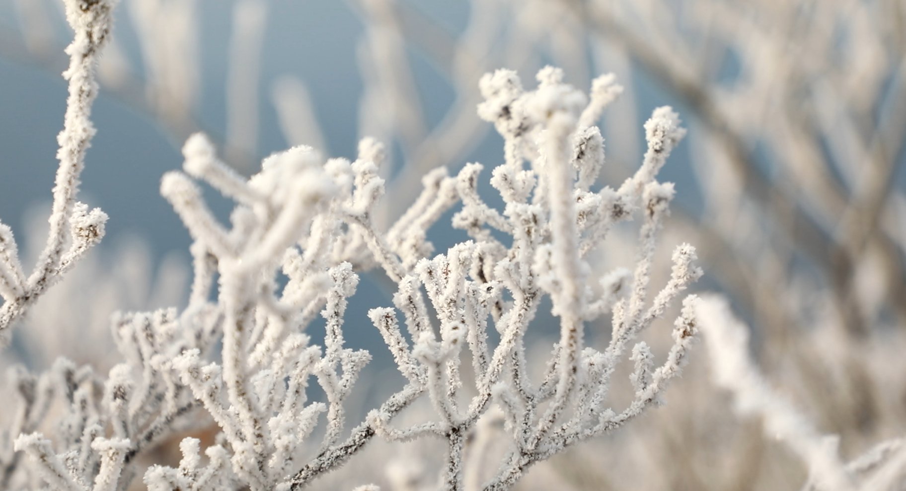 雾凇|冰花弥漫 上下一白 永康大寒山雪后雾凇惊艳