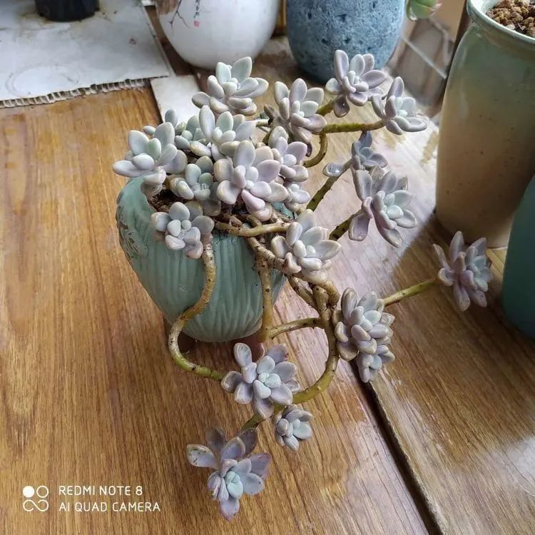 时光荏苒，种肉赏肉已成了生活中不可缺少的一部分！