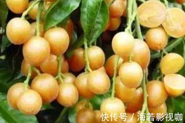 黄皮素|这才是天然的“止咳药”,每天喝一碗,止咳化痰,赶紧扔了止咳药