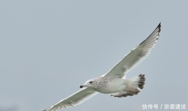 鸟鸟|慈禧六十大寿时，李莲英放鸟鸟不飞，放鱼鱼不走，这是怎么回事？