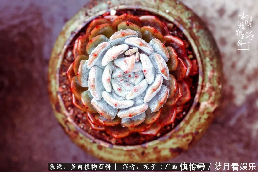 为了爱情|为了爱情来到陌生城市,偶遇多肉,地老天荒的爱恋!