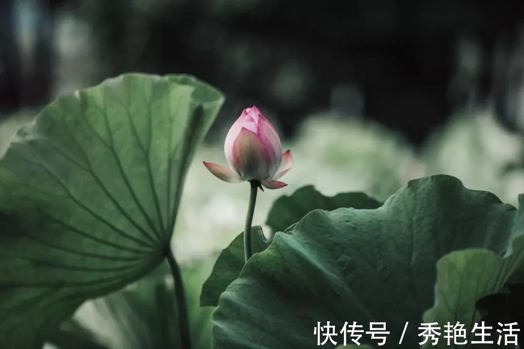 贾谊论&苏轼散文名句15则,学做人、学处世,你会受益无穷