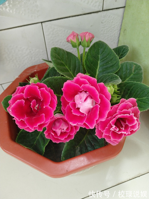 长寿花|八种花期超长的植物,个个花期半年以上,观赏价值高,室内也能养