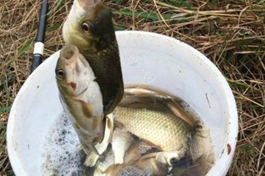 天气冷,大板鲫就不吃钩了,果断换用这钓法,接连上鱼忙不停