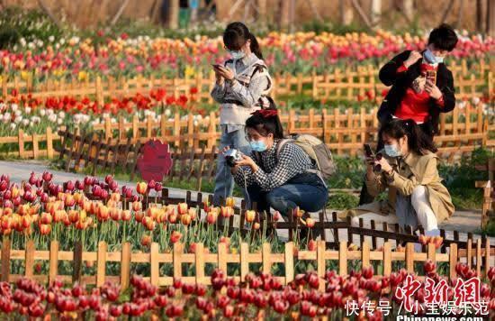 郁金香|侨乡泉州郁金香花海 缤纷似锦绣