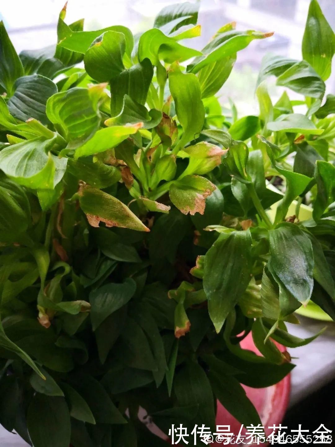 六出花|六出花耐旱好养，猛地一看像百合，花纹别致多彩