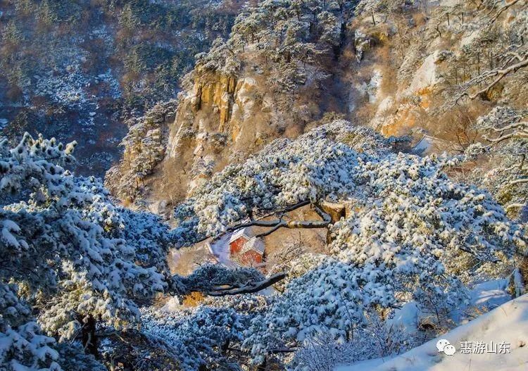 泰山银装素裹后石坞，雪松玉树赛仙境！