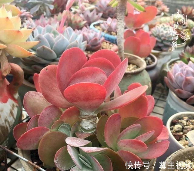 百科|养多肉三年多,初见惊鸿!累并快乐着!养多肉三年多,初见惊鸿!累并快乐着!