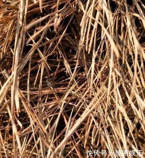 别把好东西当垃圾扔,这种东西养花特好使,后悔知道太晚了