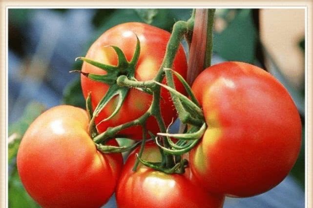 维生素c|每天吃一个西红柿,坚持一个月,三大好处会不请自来,早知早好!