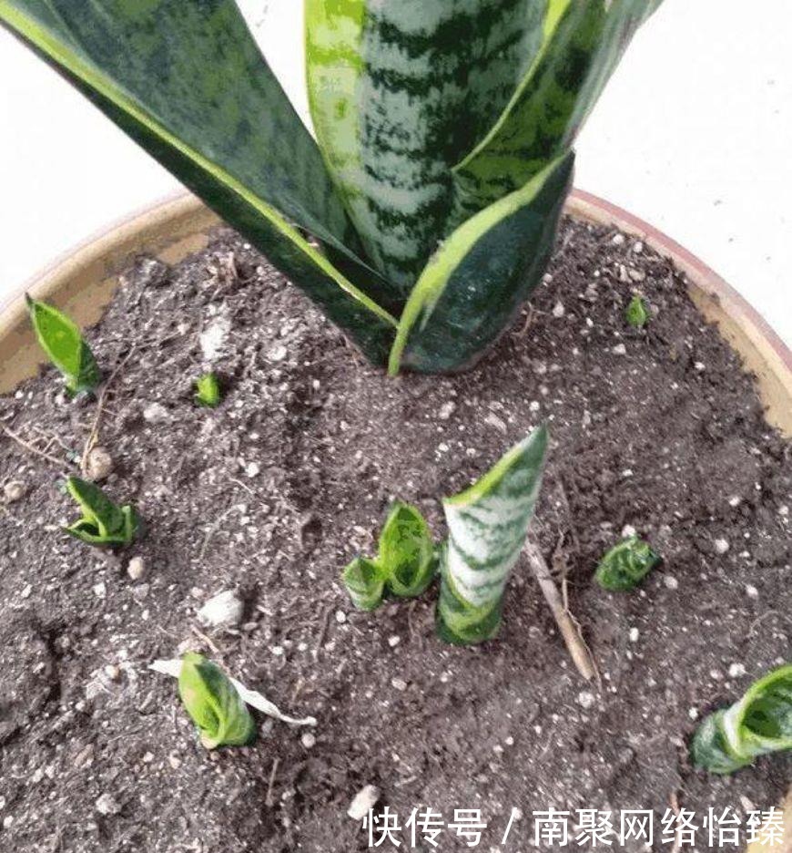 虎皮兰、君子兰、金钱树,用这1种方法,都能养爆盆