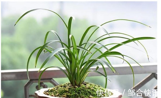 兰花也爱美，保湿工作做得好，兰花长得娇又俏，值得一试。