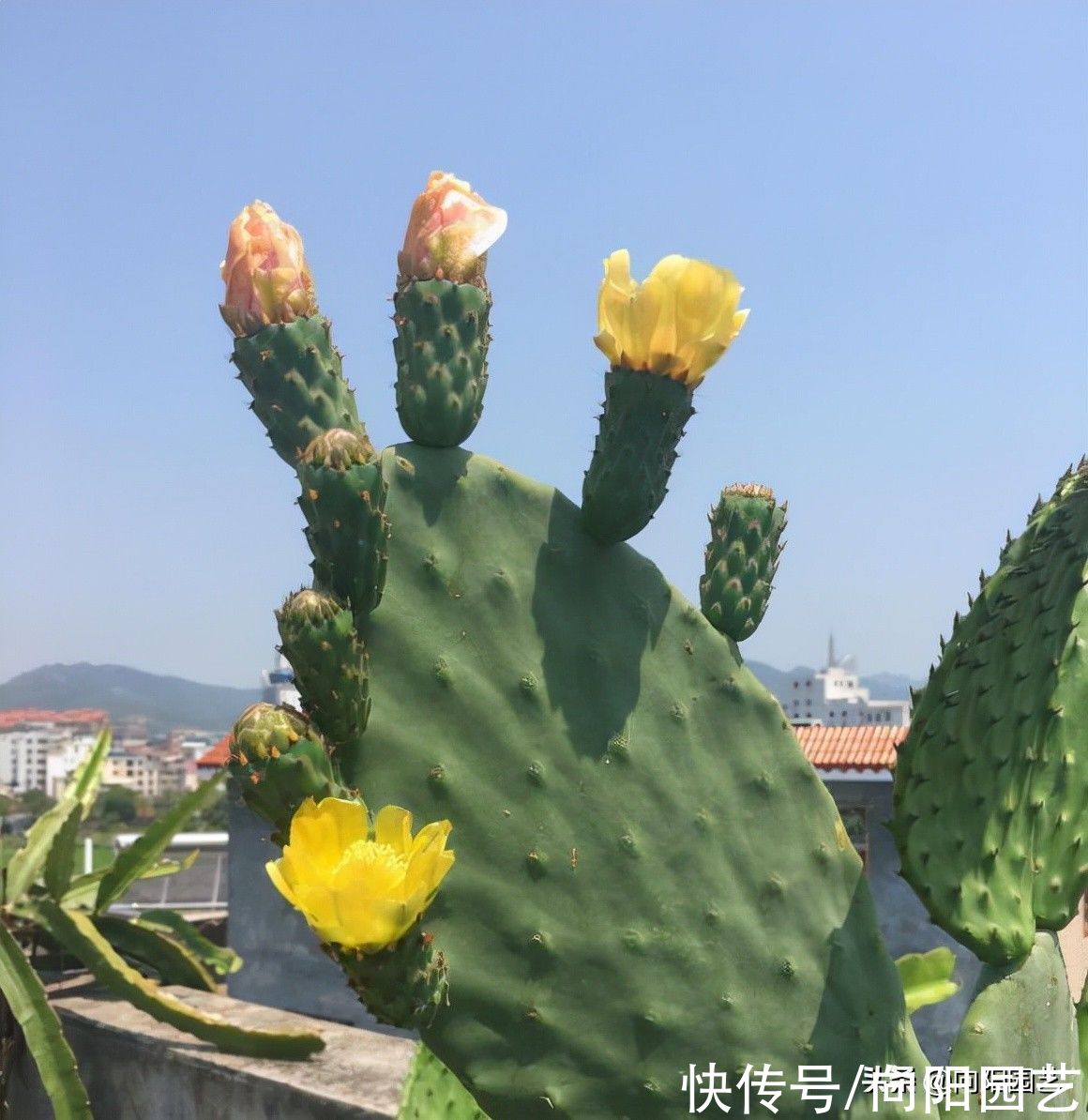 嫁接|?万能的仙人掌，皮实好养，嫁接神器，多晒太阳，生长速度加倍