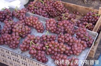 果酸|吃了葡萄以后,一定别碰此类食物,为了自身的健康,早知早受益