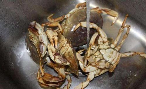 总结钓螃蟹的4种方法不用鱼钩,全靠陷阱诱捕