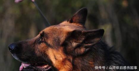 猎狗|日本侵华时用一种特殊兵器,残害很多人,后被中国一动物降伏