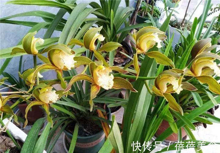 这花先别搬进屋,放外面冻20天,很快就开花