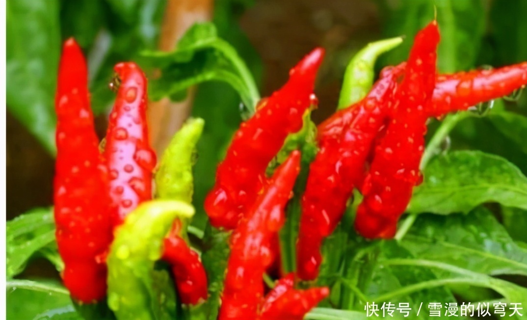 食物|女性不想过早衰老,可以多吃3种食物,补充营养,身体棒棒哒