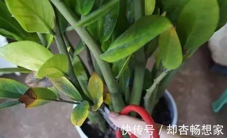 金钱树没精神老黄叶，挪个位置、剪两刀，植株粗壮、长得绿油油